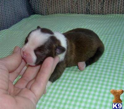 Puppies in OK